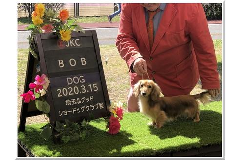 販売中のカニンヘンダックスフンド(ロングヘアード)の親犬